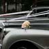 Bentley S1 with Princess Limousine